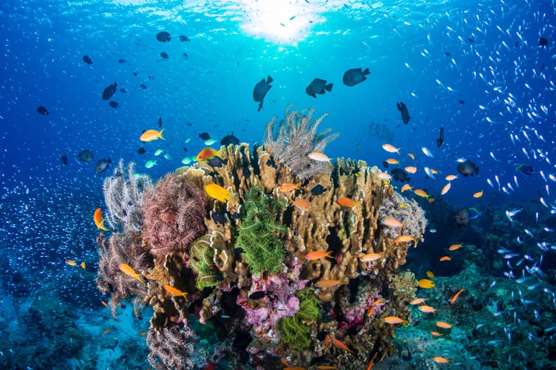 "Unveiling the Beauty of Maldives: Exploring Marine Life and Coral Reefs - A Captivating Dive into Underwater Paradise"